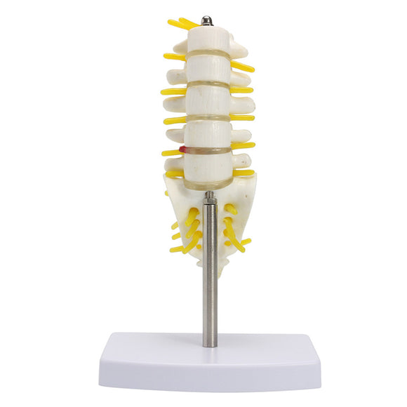 Mini Human Lumbar Vertebrae Sacrum Coccyx Anatomy Medical Spine Model 15cm