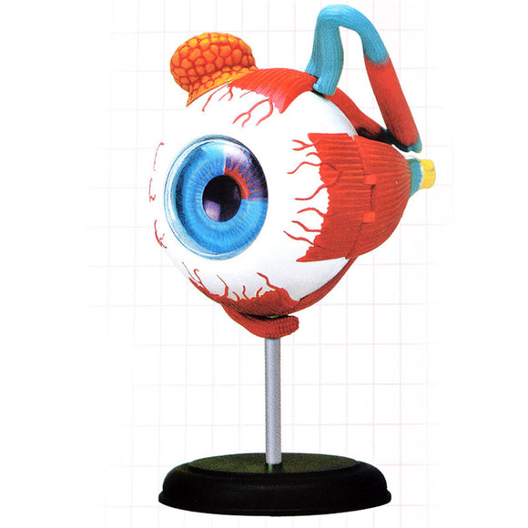 4D MASTER STEM 126mm Eye Model Assembly Human Anatomy Medical Model DIY 3D Structure Of The Eye Puzzle