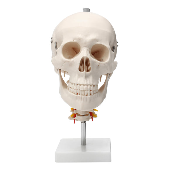 Life Size Human Adult Skull Model Cervical Spine Skeleton Model Anatomy Medical Model