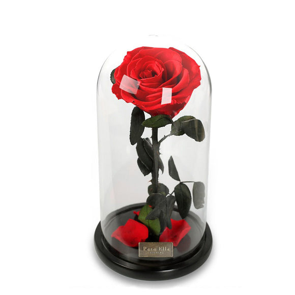 Para Ella Preserved Fresh Rose Flower with Fallen Petals in Glass Dome on a Wooden Base