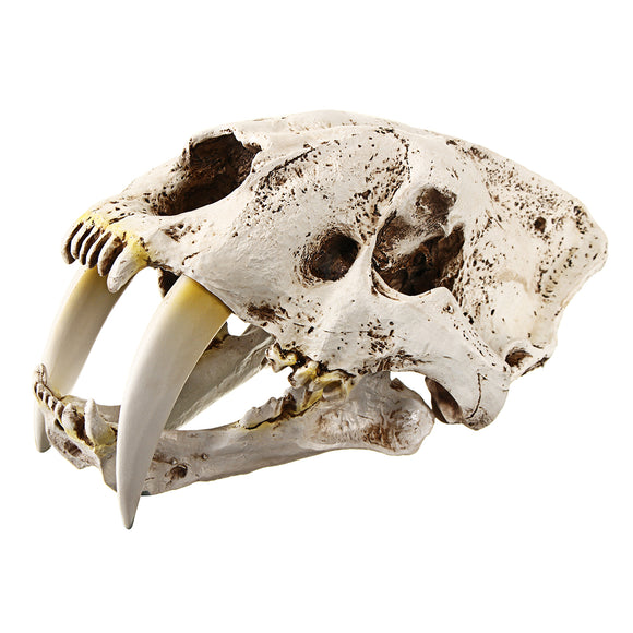 1:1 Saber-Tooth Tiger Resin Skull Imitations Collection Head Model Home Decorations White