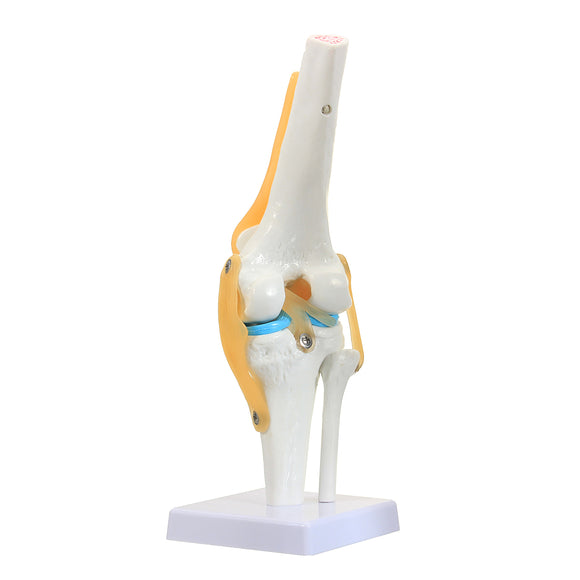 STEM Knee Joint Anatomical Model Human Skeleton Anatomy Study Display Medical Model Teach