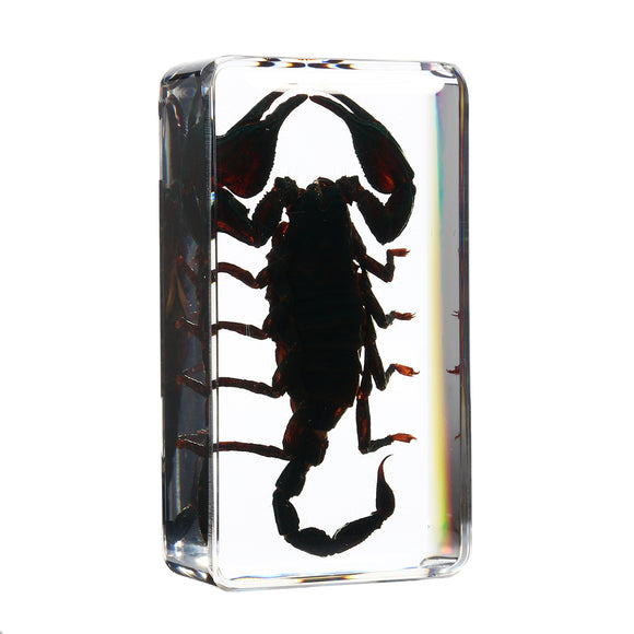 Clear Acrylic Lucite Insect Specimen Spider Black Longhorn Beetle Scorpions Craft Science Toy