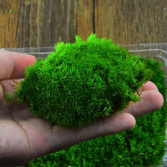 DIY Mirco Landscape Moss Plant Natural Wild Leucobryum Bowringii Glass Bottle Decorations