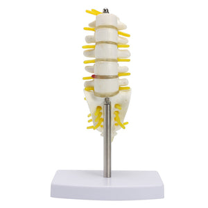 1Pcs Mini Human Lumbar Vertebrae Sacrum Coccyx Anatomy Medical Spine Model 15cm