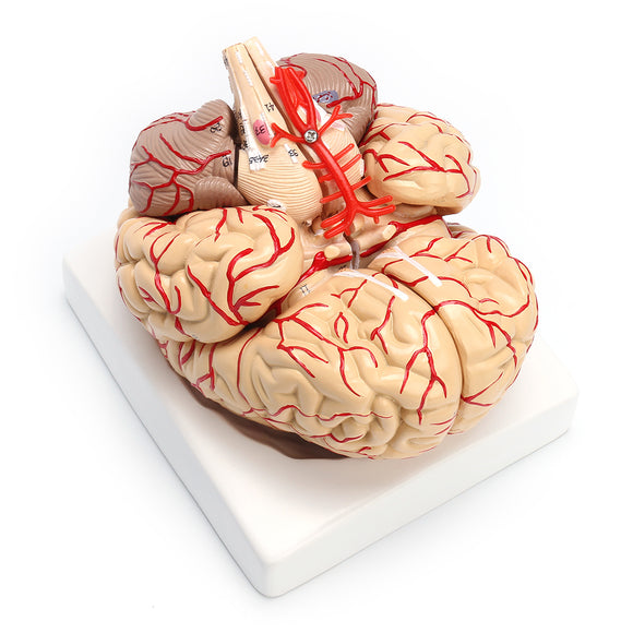 1:1 Life Size Scientific Human Brain Arteries Anatomical Model Pro Dissection Medical Teaching Model