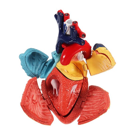4D MASTER STEM Medical Model Colored Heart Assembly Human Anatomy Dimensional Model Science Toys