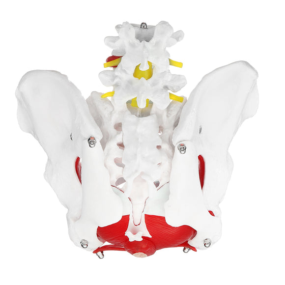 Medical Anatomical Female Pelvis Model Removable Organs Life Size Female Pelvis Medical Model