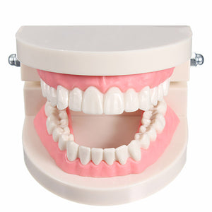 1 Pack Dental Dentist Teeth Tooth Teach Model Pink Flesh Gums