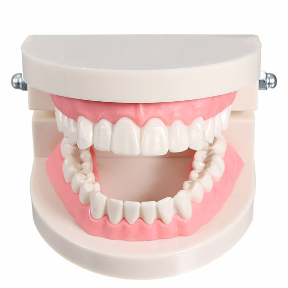 1 Pack Dental Dentist Teeth Tooth Teach Model Pink Flesh Gums