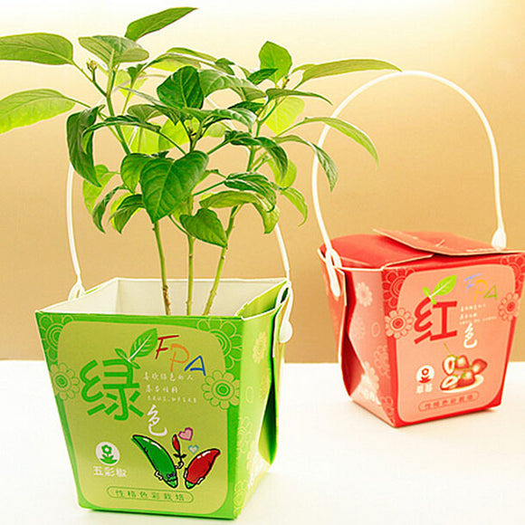Creative Mini Gift Box Shape Potted Office Hydroponic Plant Desktop