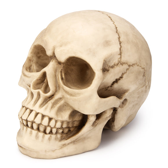 1:1 Lifesize Resin Replica Human Skull Medical Model Educational Teaching Head Anatomy