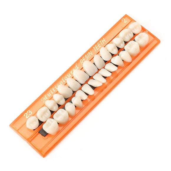 Dental Acrylic Resin Teeth 28 Units Denture Oral Cavity Science Dentist Student Practice Tool