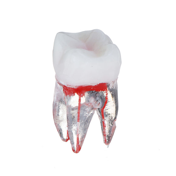 1:1 Dental Endodontic Teeth Tooth With Root Educational Practice Sixth Teeth Toy Medical Model
