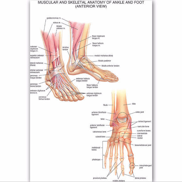 Muscular Skeletal Ankle Poster Silk Cloth Chart Human Body Anatomy Educational Home Decor
