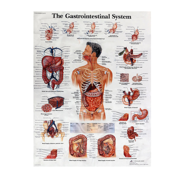 Digestive System Human Anatomy Teaching Poster 60x80cm Medical Science Man Body