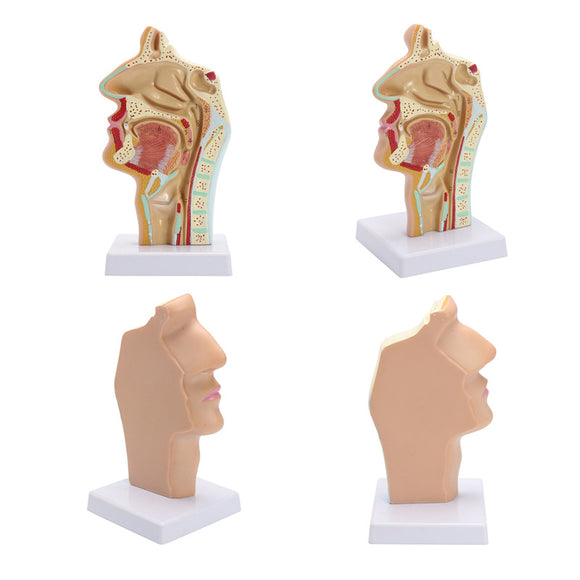 1:1 Human Anatomical Nasal Cavity Throat Anatomy Medical Model