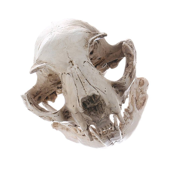 Realistic Resin Cat Skull Replica Medical Skeleton Statue 1:1 Animal Medical Model Gift
