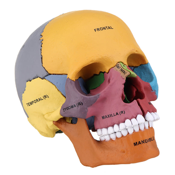 4D MASTER STEM DIY Human Skull Movable Colorful Medical Model Science Skeleton Assembly Model Decor Gift