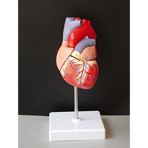 Life Size Human Heart Model Anatomical Cardiac Model Learning Lab Supplies Medical Model