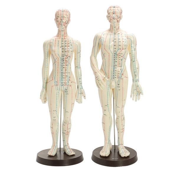 Human Body Acupuncture Model Male Female Meridians Model Chart Book Base 48/50cm