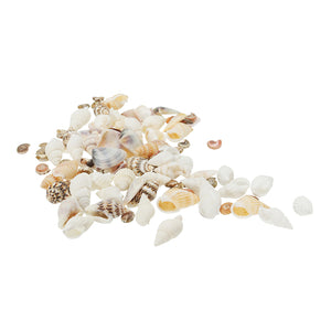 40Pcs/Lot 0.3-1.6 cm Small Miscellaneous Conch Home Decoration Material Natural Craft Seashell