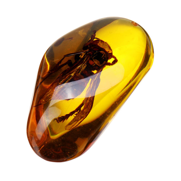 Beautiful Amber Hornet Petrifaction Insects Manual Polishing Insect Specimens Home Decorations
