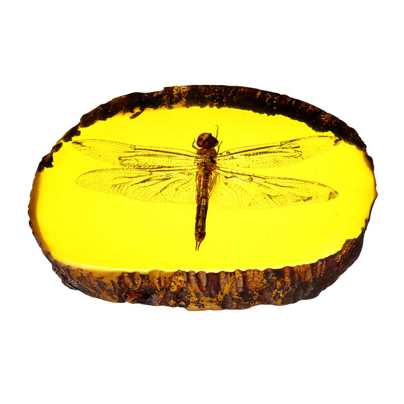 Amber Fossil Insects Dragonfly Manual Polishing Insect Specimens Decorations