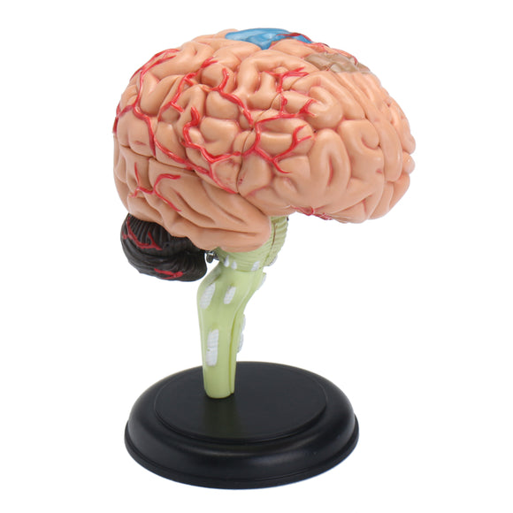 4D Disassembled Anatomical Human Brain Model Anatomy Scientific Medical Teaching Tool